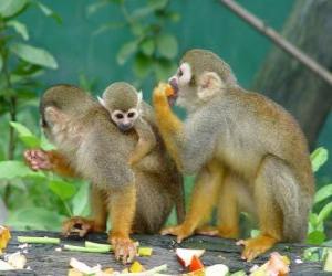 yapboz sincap maymun Aile